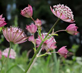 Astrantia carniolica