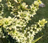 Veratrum album subsp. lobelianum