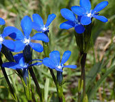 Gentiana Rostanii