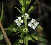 Thesium alpinum