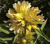 Gentiana burseri subsp. villarsi