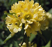 Gentiana burseri subsp. burseri