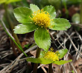 Sanicula epipactis