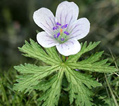 Geranium rivulare