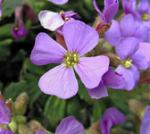 Aubrieta deltoidea