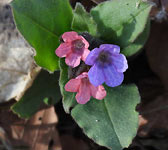 Pulmonaria obscura