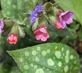 Pulmonaria officinalis