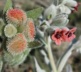 Cynoglossum cheirifolium