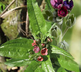 Cynoglossum germanicum