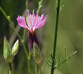 Crupina vulgaris