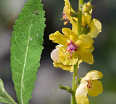 Verbascum virgatum