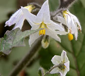 Solanum villosum