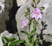 Veronica fruticulosa