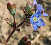 Veronica triphyllos