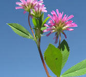 Trifolium resupinatum