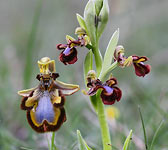 Ophrys speculum