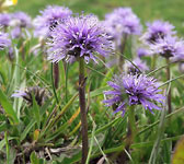 Globularia nudicaulis