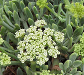 Crithmum maritimum