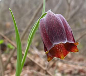 Fritillaria pyrenaica