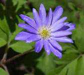 Anemone apennina