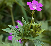 Geranium palustre