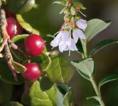 Vaccinium vitis-idaea