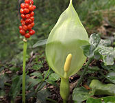 Arum italicum