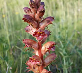 Orobanche gracilis