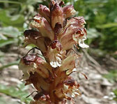 Orobanche reticulata