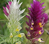 Melampyrum arvense
