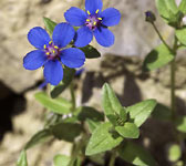 Anagallis foemina