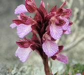 Orchis papilionacea