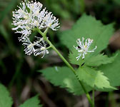 Actaea spicata