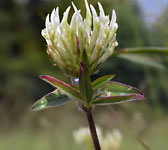 Trifolium ochroleucon