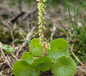 Umbilicus rupestris