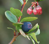 Vaccinium uliginosum