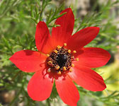 Adonis annua