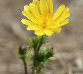 Adonis vernalis