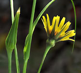 Tragopogon pratensis subsp. pratensis