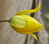 Tulipa sylvestris