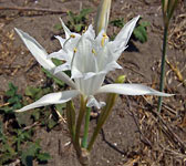 Pancratium maritimum