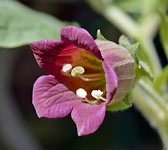 Atropa belladonna