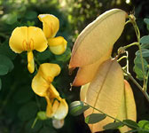 Colutea arborescens