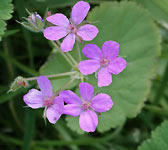 Erodium malacoides