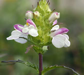 Bartsia trixago