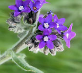 Anchusa officinalis