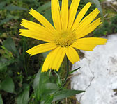 Buphthalmum salicifolium