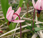 Vaccinium oxycoccos