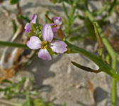 Cakile maritima