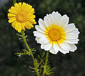 Glebionis coronaria